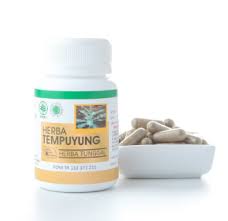 HIU Tempuyung - Obat Herbal Penghancur Batu Ginjal Herbal Indo Utama 5