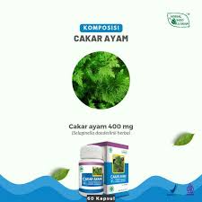 Kapsul Ekstrak Cakar Ayam HIU Obat Herbal Pendarahan dan Mimisan Herbal Indo Utama - Gambar 3