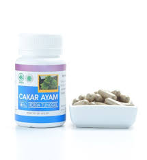 Kapsul Ekstrak Cakar Ayam HIU Obat Herbal Pendarahan dan Mimisan Herbal Indo Utama - Gambar 2